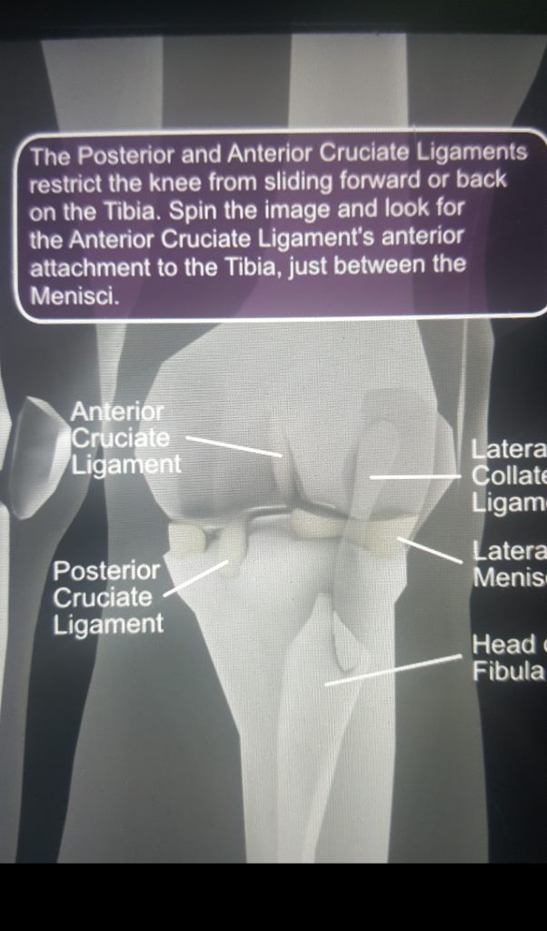 Anterior Cruciate Ligament Surgery- All You Need To Know | Peak Physio